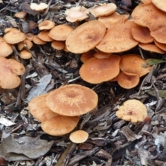 Gymnopilus sp. at Barragga Bay, NSW - 20 Mar 2017 08:10 AM