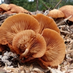 Gymnopilus sp. at Barragga Bay, NSW - 20 Mar 2017 08:10 AM