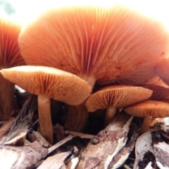 Gymnopilus sp. at Barragga Bay, NSW - 20 Mar 2017 08:10 AM