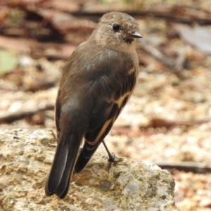 Petroica phoenicea at Tennent, ACT - 20 Mar 2017