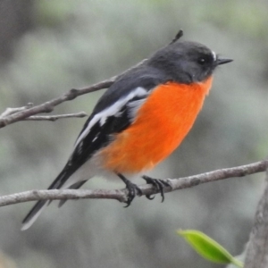 Petroica phoenicea at Tennent, ACT - 20 Mar 2017