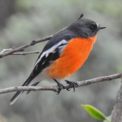 Petroica phoenicea (Flame Robin) at Tennent, ACT - 20 Mar 2017 by JohnBundock