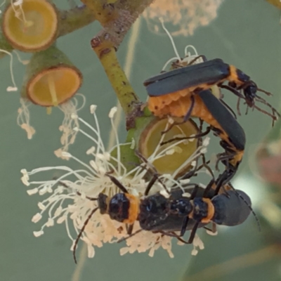 Chauliognathus lugubris (Plague Soldier Beetle) at ANBG - 11 Mar 2017 by PeterA