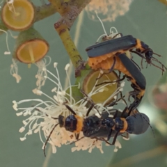 Chauliognathus lugubris (Plague Soldier Beetle) at Acton, ACT - 11 Mar 2017 by PeterA