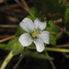 Geranium potentilloides (Soft Crane's-bill) at Namadgi National Park - 20 Mar 2017 by JohnBundock