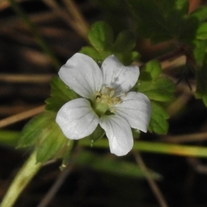 Geranium potentilloides at Tennent, ACT - 20 Mar 2017