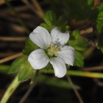 Geranium potentilloides (Soft Crane's-bill) at Namadgi National Park - 20 Mar 2017 by JohnBundock