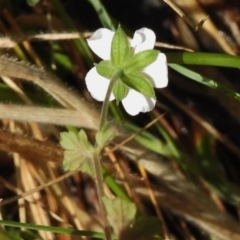 Geranium potentilloides at Tennent, ACT - 20 Mar 2017