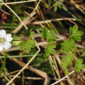 Geranium potentilloides at Tennent, ACT - 20 Mar 2017