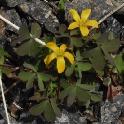 Oxalis sp. (Wood Sorrel) at Namadgi National Park - 20 Mar 2017 by JohnBundock