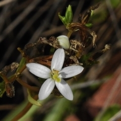 Montia australasica (White Purslane) at Tennent, ACT - 20 Mar 2017 by JohnBundock