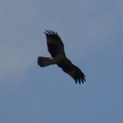 Haliastur sphenurus (Whistling Kite) at Fyshwick, ACT - 20 Mar 2017 by roymcd