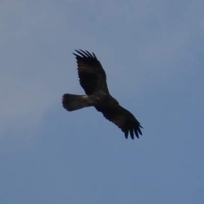 Haliastur sphenurus (Whistling Kite) at Jerrabomberra Wetlands - 20 Mar 2017 by roymcd