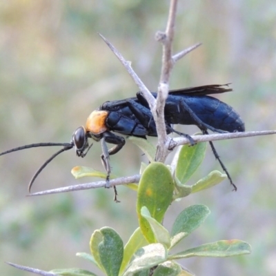Ferreola handschini (Orange-collared Spider Wasp) at Namadgi National Park - 18 Dec 2014 by michaelb