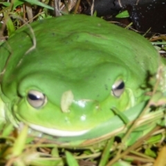 Litoria caerulea (Green Tree Frog) at Hughes, ACT - 22 Apr 2015 by ruthkerruish