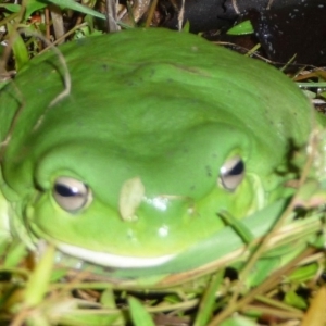 Litoria caerulea at Hughes, ACT - 23 Apr 2015 12:00 AM