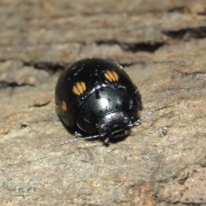 Paropsisterna octosignata at Gordon, ACT - 18 Mar 2017 10:50 PM