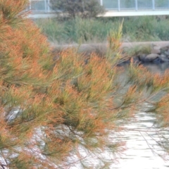 Casuarina cunninghamiana subsp. cunninghamiana (River She-Oak, River Oak) at Gordon, ACT - 18 Mar 2017 by michaelb