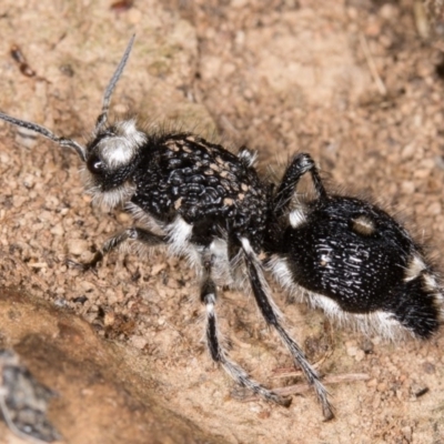 Bothriomutilla rugicollis (Mutillid wasp or velvet ant) at Goorooyarroo NR (ACT) - 19 Mar 2017 by CedricBear