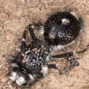 Bothriomutilla rugicollis at Goorooyarroo NR (ACT) - 20 Mar 2017 10:12 AM