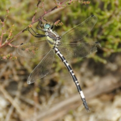 Parasynthemis regina (Royal Tigertail) at Goorooyarroo NR (ACT) - 20 Mar 2017 by CedricBear