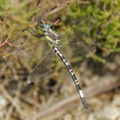 Parasynthemis regina (Royal Tigertail) at Goorooyarroo NR (ACT) - 19 Mar 2017 by CedricBear