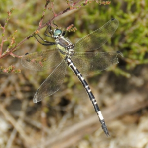 Parasynthemis regina at Goorooyarroo NR (ACT) - 20 Mar 2017 10:54 AM