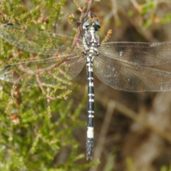 Parasynthemis regina at Goorooyarroo NR (ACT) - 20 Mar 2017 10:54 AM