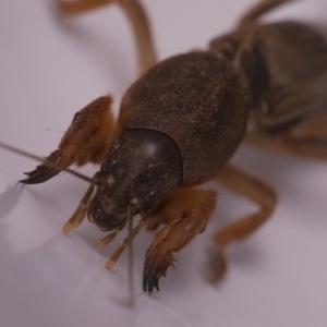 Gryllotalpa sp. (genus) at Murrumbateman, NSW - 20 Mar 2017 10:12 PM