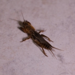 Gryllotalpa sp. (genus) at Murrumbateman, NSW - 20 Mar 2017 10:12 PM