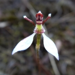 Eriochilus cucullatus (Parson's Bands) at Aranda, ACT - 20 Mar 2017 by CathB