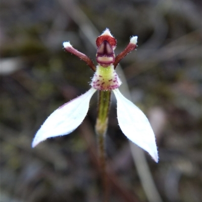 Eriochilus cucullatus (Parson's Bands) at Aranda Bushland - 20 Mar 2017 by CathB