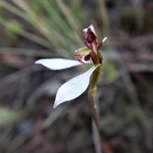 Eriochilus cucullatus at Aranda, ACT - suppressed