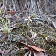 Eriochilus cucullatus at Aranda, ACT - suppressed