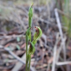 Speculantha rubescens (Blushing Tiny Greenhood) at Aranda, ACT - 20 Mar 2017 by CathB