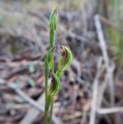 Speculantha rubescens (Blushing Tiny Greenhood) at Aranda, ACT - 19 Mar 2017 by CathB