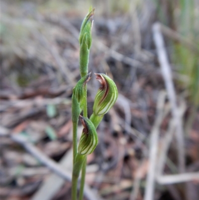 Speculantha rubescens (Blushing Tiny Greenhood) at Aranda Bushland - 20 Mar 2017 by CathB