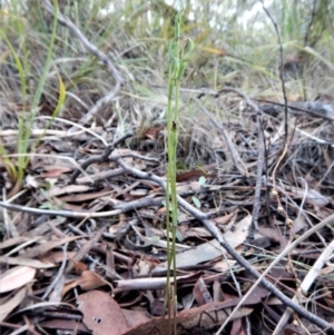 Speculantha rubescens at Aranda, ACT - suppressed