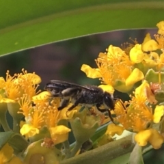 Leioproctus sp. (genus) at Yarralumla, ACT - 13 Jan 2017 09:56 AM