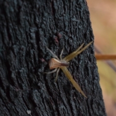 Sidymella trapezia (Trapezoid Crab Spider) at Narrabundah, ACT - 13 Mar 2017 by Cowgirlgem