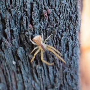 Sidymella trapezia at Narrabundah, ACT - 13 Mar 2017