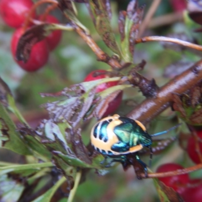 Scutiphora pedicellata (Metallic Jewel Bug) at QPRC LGA - 21 Mar 2017 by MichaelMulvaney