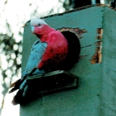 Eolophus roseicapilla (Galah) at Hughes, ACT - 10 Apr 2015 by ruthkerruish