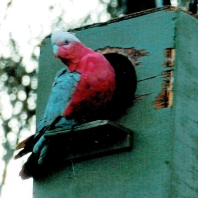 Eolophus roseicapilla (Galah) at Hughes, ACT - 10 Apr 2015 by ruthkerruish