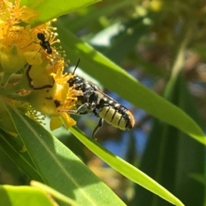Megachile sp. (several subgenera) at Yarralumla, ACT - 23 Jan 2017