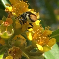 Megachile sp. (several subgenera) at Yarralumla, ACT - 23 Jan 2017