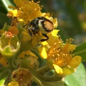 Megachile sp. (several subgenera) at Yarralumla, ACT - 23 Jan 2017