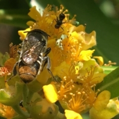 Megachile sp. (several subgenera) at Yarralumla, ACT - 23 Jan 2017