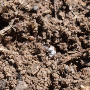 Celaenia excavata at Narrabundah, ACT - 16 Mar 2017