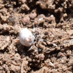 Celaenia excavata at Narrabundah, ACT - 16 Mar 2017